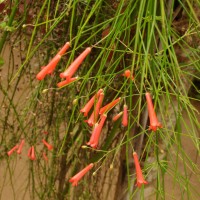 Russelia equisetiformis Schltdl. & Cham.